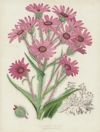 Showy Senecio，Senecio Speciosus 作者 英语学校
